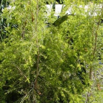 מללוירה מחופה (רבולושן גולד) - עצי נוי | הדר נוי משתלות