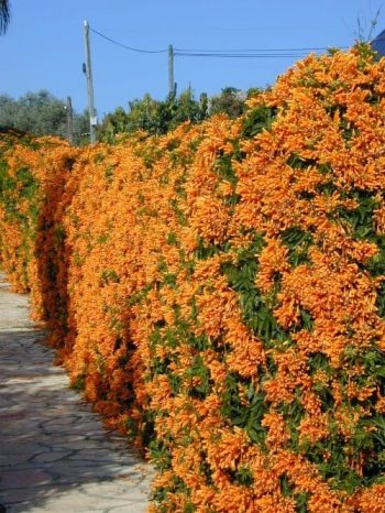 אורנית לוהבת - עצי נוי | הדר נוי משתלות