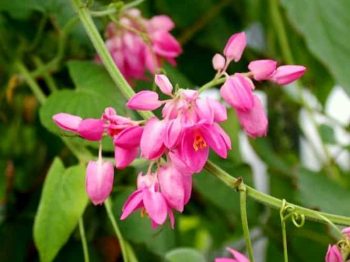 אנטיגון דק – עוקצים - עצי נוי | הדר נוי משתלות