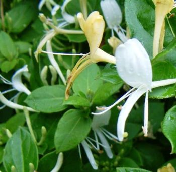 יערה יפנית - עצי נוי | הדר נוי משתלות