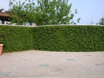 פיקוס זוחל - עצי נוי | הדר נוי משתלות