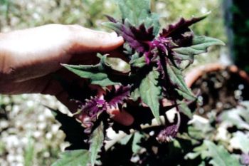 גינורה זהובה - עצי נוי | הדר נוי משתלות