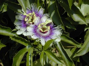 שעונית נאכלת (פסיפלורה) - עצי נוי | הדר נוי משתלות