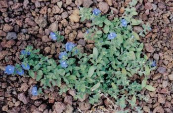 איבולבולוס - עצי נוי | הדר נוי משתלות