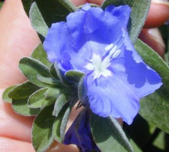 איבולבולוס - עצי נוי | הדר נוי משתלות