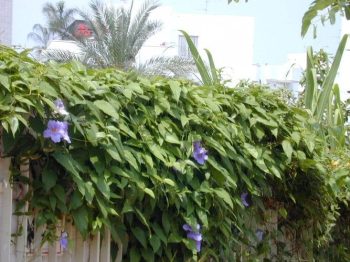 תונברגיה גדולת פרחים - עצי נוי | הדר נוי משתלות