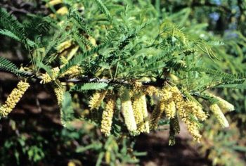 ינבוט לבן - עצי נוי | הדר נוי משתלות