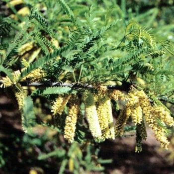 ינבוט לבן - עצי נוי | הדר נוי משתלות