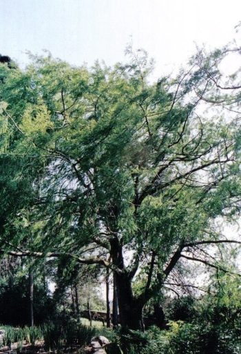 תקסודיום דו-תורי - עצי נוי | הדר נוי משתלות