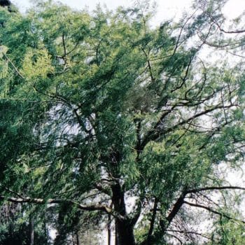 תקסודיום דו-תורי - עצי נוי | הדר נוי משתלות