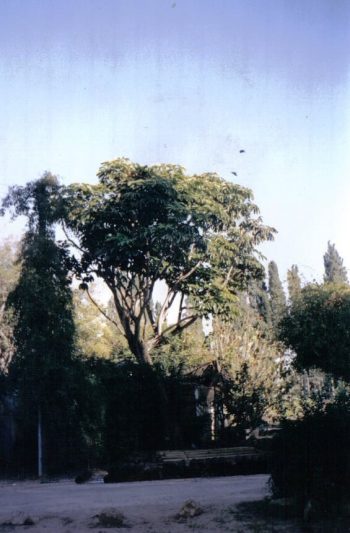 שפלרה מקרינה - עצי נוי | הדר נוי משתלות
