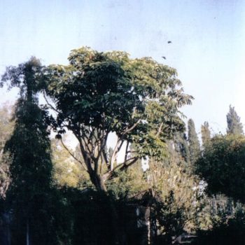 שפלרה מקרינה - עצי נוי | הדר נוי משתלות