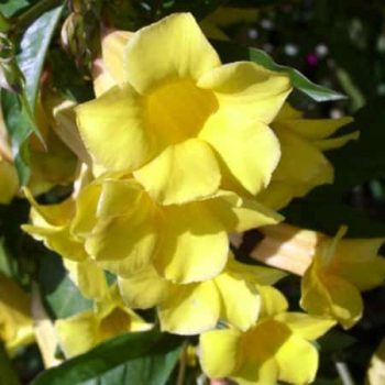 אלמנדה קתרטית - עצי נוי | הדר נוי משתלות