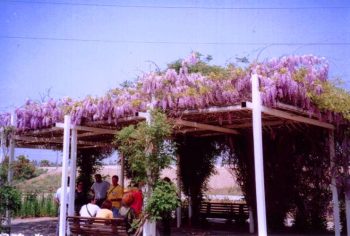 ויסטריה סינית - עצי נוי | הדר נוי משתלות