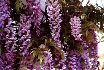 ויסטריה סינית - עצי נוי | הדר נוי משתלות