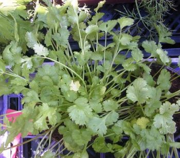 גד השדה ("כוסברה") - עצי נוי | הדר נוי משתלות