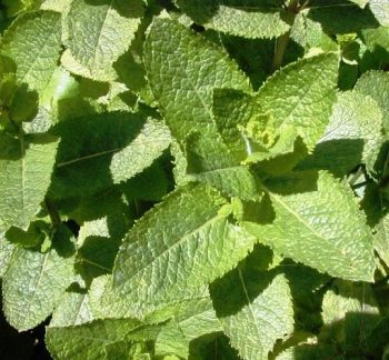 נענע משובלת ('ספרדי') - עצי נוי | הדר נוי משתלות