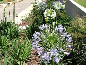 אגפנטוס (מינים שונים) - עצי נוי | הדר נוי משתלות