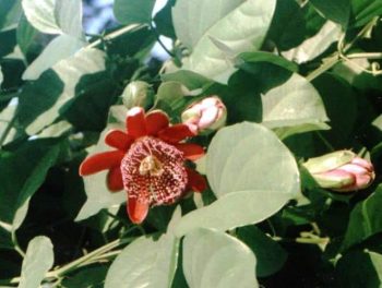 שעונית אדומה (מרובעת) - עצי נוי | הדר נוי משתלות