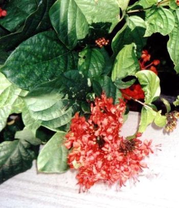 קלרודנדרון מזהיר - עצי נוי | הדר נוי משתלות