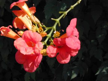 עקולית משרישה - עצי נוי | הדר נוי משתלות