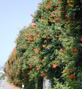 עקולית משרישה - עצי נוי | הדר נוי משתלות