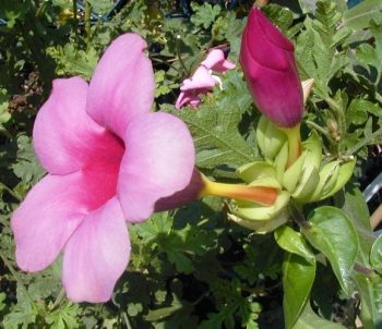 אלמנדה בלנכטי (סגולה) - עצי נוי | הדר נוי משתלות