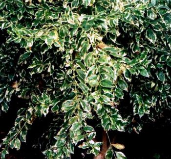 דורנטה מצויה (מגוון) - עצי נוי | הדר נוי משתלות