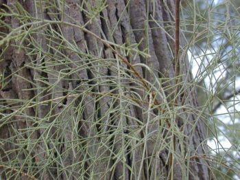 אשל הפרקים - עצי נוי | הדר נוי משתלות