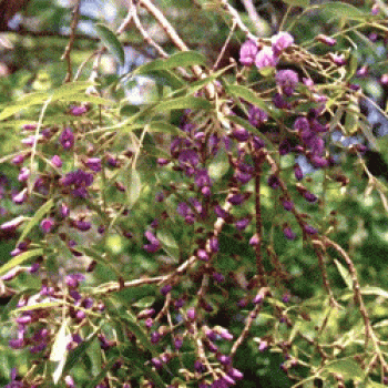 בלוסתנוס נאה- עצי נוי | הדר נוי משתלות