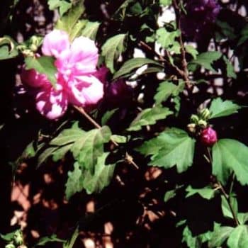 היביסקוס סורי (פרח מלא) - עצי נוי | הדר נוי משתלות