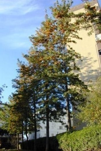 גרוויליאה חסונה - עצי נוי | הדר נוי משתלות