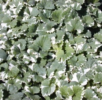 פלקטרתוס מדגסקרי (וארייגייטד מינטליף) - עצי נוי | הדר נוי משתלות