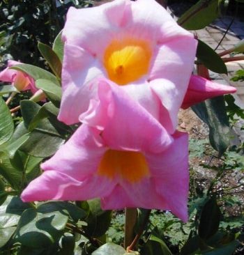 מנדווילה - עצי נוי | הדר נוי משתלות