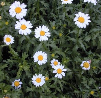 חרצית ביצנית - עצי נוי | הדר נוי משתלות