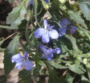 לובליה (משתרעת רב-שנתית) - עצי נוי | הדר נוי משתלות
