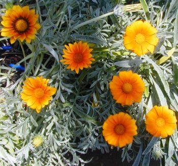 גזניה אפורה - עצי נוי | הדר נוי משתלות