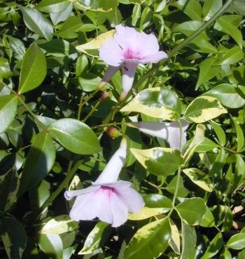 פנדוראה יסמינית 'כריזמה' - עצי נוי | הדר נוי משתלות