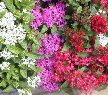 פנטס אזמלני (זנים נמוכים) - עצי נוי | הדר נוי משתלות