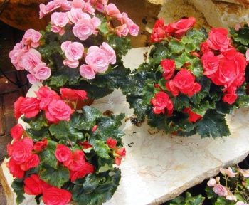 בגוניה ורד - עצי נוי | הדר נוי משתלות