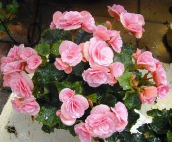 בגוניה ורד - עצי נוי | הדר נוי משתלות