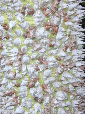 כוריזיה בקבוקית - עצי נוי | הדר נוי משתלות