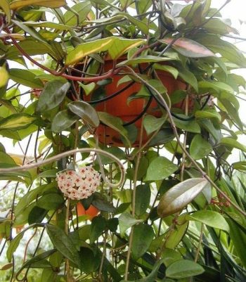 בת-שבע מטפסת - עצי נוי | הדר נוי משתלות