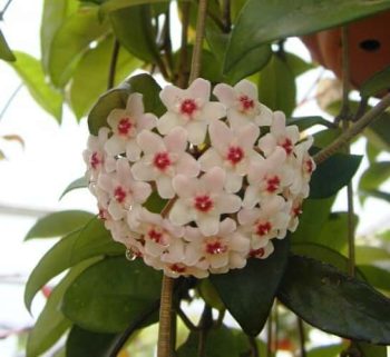 בת-שבע מטפסת - עצי נוי | הדר נוי משתלות