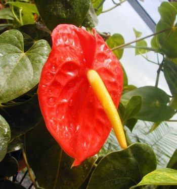 אנתוריון אנדרי - עצי נוי | הדר נוי משתלות