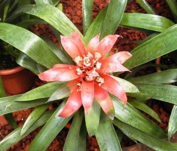 גוזמניה לשונית - עצי נוי | הדר נוי משתלות