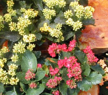 נצנית אדומה - עצי נוי | הדר נוי משתלות