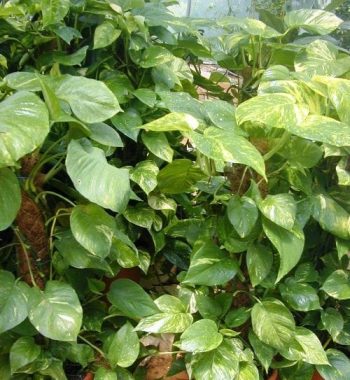 פותוס זהוב - עצי נוי | הדר נוי משתלות