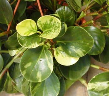 פפרומיה - עצי נוי | הדר נוי משתלות