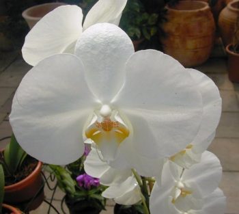 סחלב - עצי נוי | הדר נוי משתלות